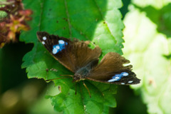 Cybdelis phaesyla