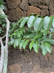 Cryptostegia