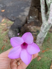 Cryptostegia