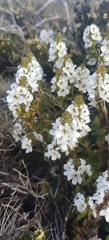 Euphrasia crassiuscula