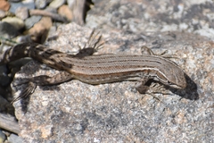 Liolaemus yalguaraz