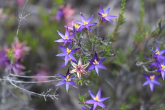 Calectasia gracilis