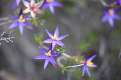 Calectasia gracilis