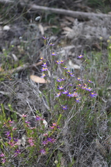 Calectasia gracilis