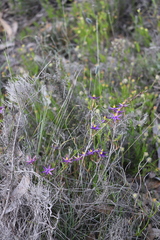 Calectasia gracilis