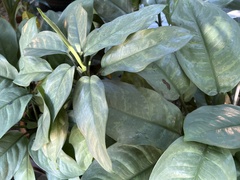 Aglaonema