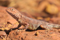 Ctenophorus caudicinctus