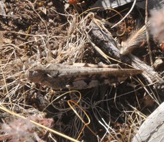 Chortoicetes terminifera