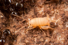 Myrmecophilus manni