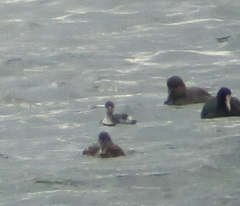 Podiceps nigricollis