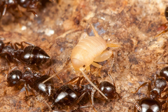 Myrmecophilus manni