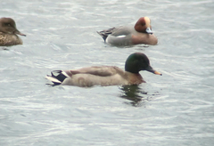 Anas platyrhynchos × zonorhyncha