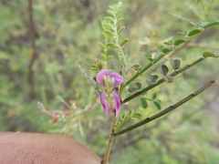 Indigofera brevidens
