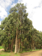 Eucalyptus globulus