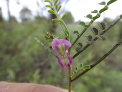 Indigofera brevidens