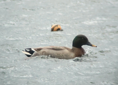 Anas platyrhynchos × zonorhyncha