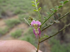 Indigofera brevidens