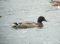 Anas platyrhynchos × zonorhyncha