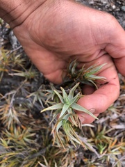 Dracophyllum pubescens