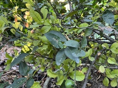 Synsepalum dulcificum
