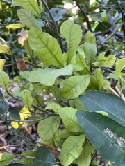 Synsepalum dulcificum