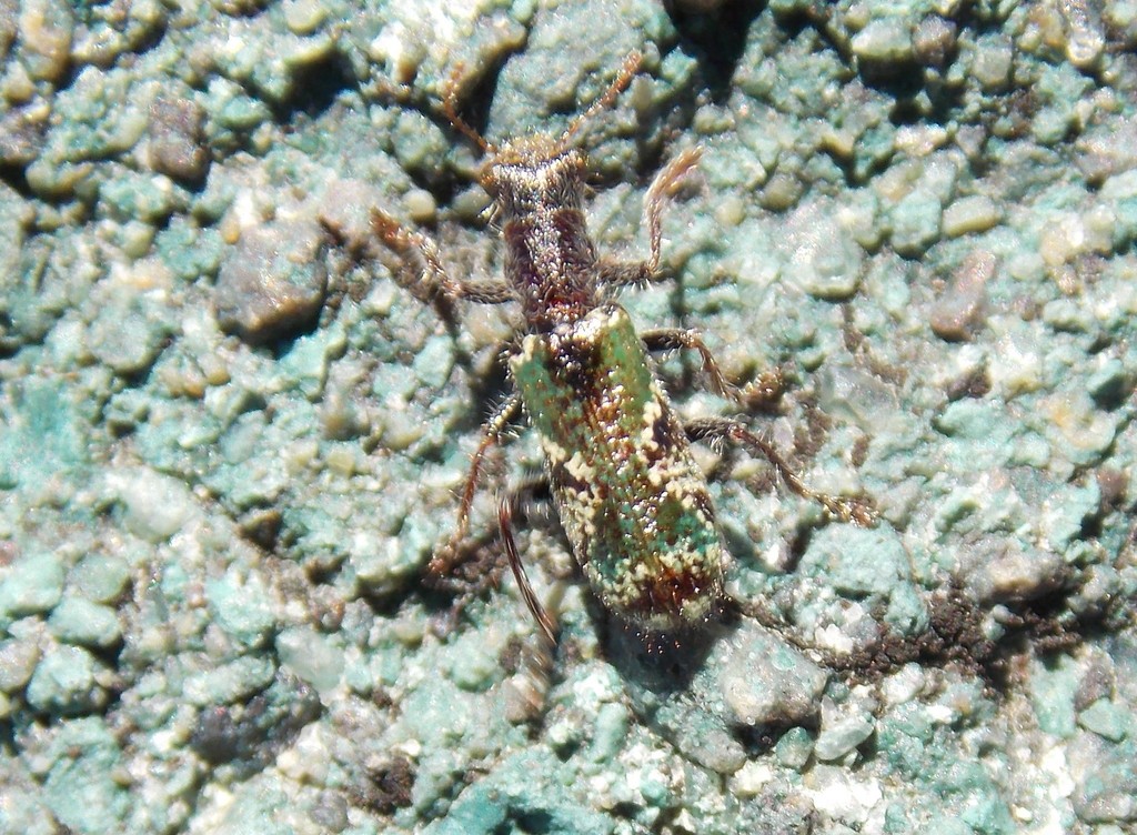 Eurymetopum rubidum