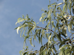 Eucalyptus globulus