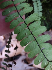 Asplenium resiliens image