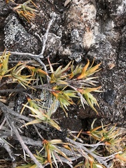Dracophyllum pubescens