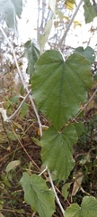 Rubus paniculatus