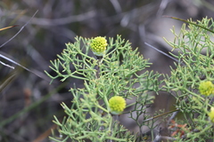 Petrophile divaricata