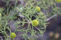 Petrophile divaricata