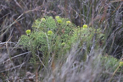 Petrophile divaricata