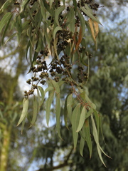 Eucalyptus