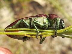 Temognatha variabilis