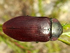 Temognatha variabilis