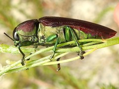 Temognatha variabilis