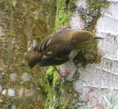 Ploceus sanctithomae