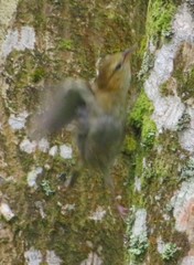 Ploceus sanctithomae