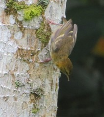 Ploceus sanctithomae