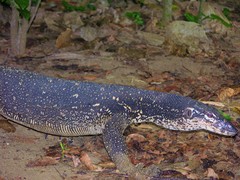 Varanus palawanensis