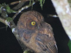 Otus hartlaubi