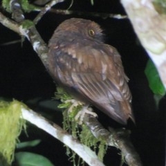 Otus hartlaubi