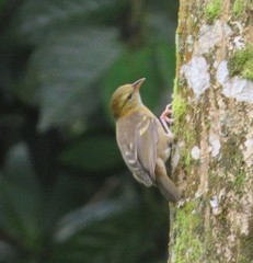 Ploceus sanctithomae