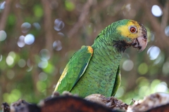Amazona barbadensis