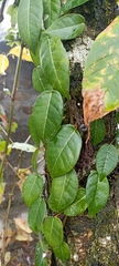 Shuteria involucrata