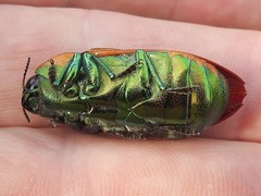 Temognatha variabilis