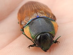 Temognatha variabilis