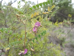 Indigofera brevidens
