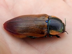 Temognatha variabilis